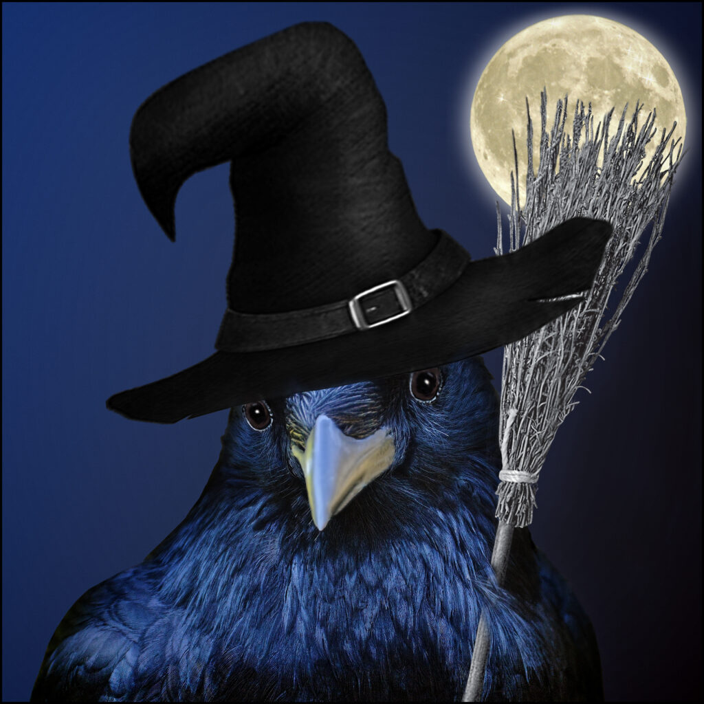 JustUsBirds Raven Witch