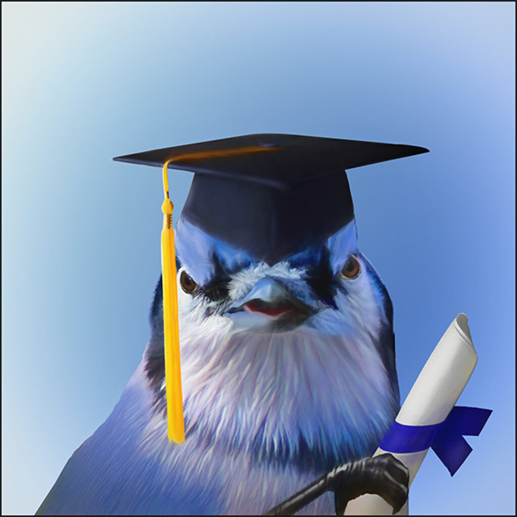 JustUsBirds Blue Jay Graduate